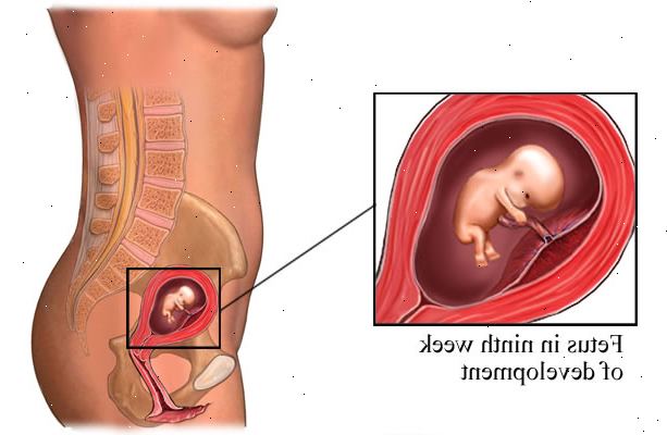 Εβδομάδα εγκυμοσύνης μέχρι την εβδομάδα. Ανάπτυξη του εμβρύου: το πρώτο τρίμηνο.