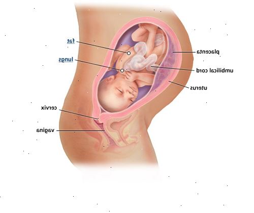 Εβδομάδα εγκυμοσύνης μέχρι την εβδομάδα. Ανάπτυξη του εμβρύου: το δεύτερο τρίμηνο.